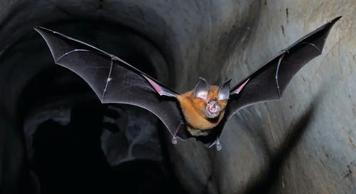 Next Epidemic Most Likely To Be Cause By Bats