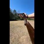 20 Gauge Side-by-Side