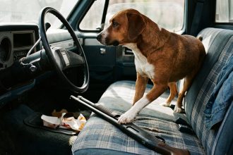 Dog Steps on Loaded Shotgun in Parked Truck, Shoots Woman Stopped at Nebraska Traffic Light