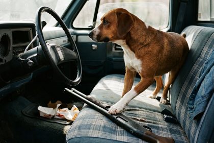 Dog Steps on Loaded Shotgun in Parked Truck, Shoots Woman Stopped at Nebraska Traffic Light