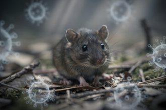 High Levels Of Hantavirus Found In Pacific Northwest