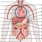Tactical Anatomy & Accuracy Standards