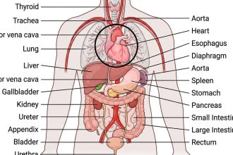 Tactical Anatomy & Accuracy Standards