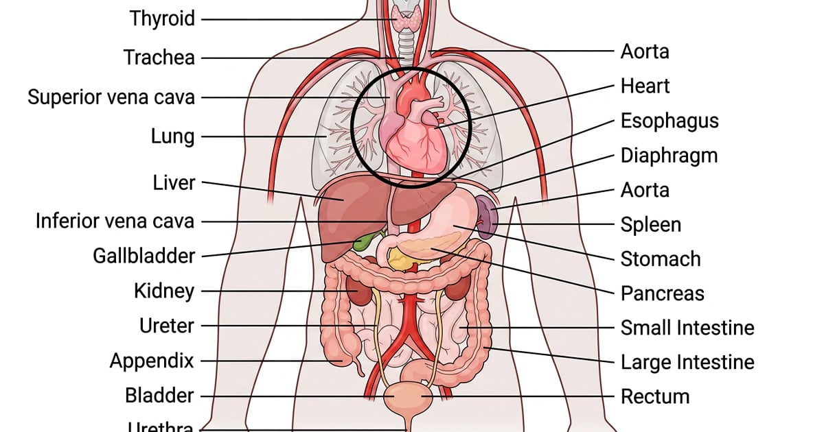 Tactical Anatomy & Accuracy Standards