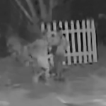 Machete Attack Thwarted: Fort Worth Neighbor Shoots And Kills Man Dragging Screaming Woman