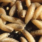 As Screwworm Spreads, USDA Partners With DHS Attempting To Control It
