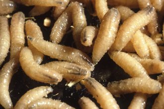 As Screwworm Spreads, USDA Partners With DHS Attempting To Control It