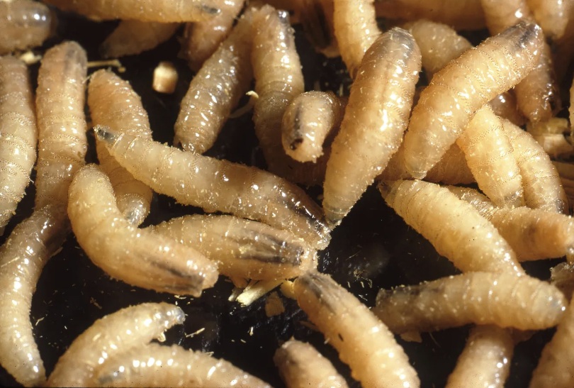 As Screwworm Spreads, USDA Partners With DHS Attempting To Control It