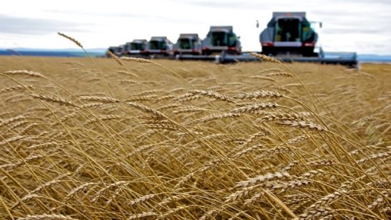 Russia Tightens Hold on African Wheat Market as Ukraine Opens Rival Agrohub in Ghana
