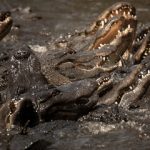 Israel Proposes Surrounding Prisons With Crocodiles