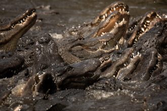 Israel Proposes Surrounding Prisons With Crocodiles