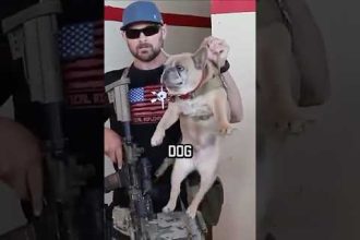 NAVY SEAL ROOM CLEARING #dog #shorts #militaryeverything #navyseal
