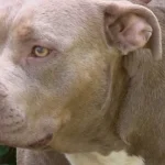 Norfolk Neighbor Shoots and Kills One of Four Loose Dogs After a Woman Says She Was Attacked and Bitten in the Street