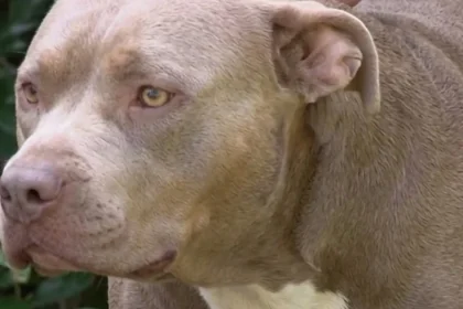 Norfolk Neighbor Shoots and Kills One of Four Loose Dogs After a Woman Says She Was Attacked and Bitten in the Street
