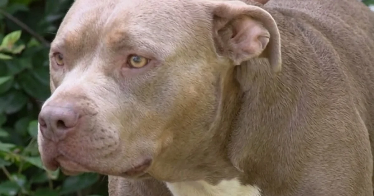 Norfolk Neighbor Shoots and Kills One of Four Loose Dogs After a Woman Says She Was Attacked and Bitten in the Street